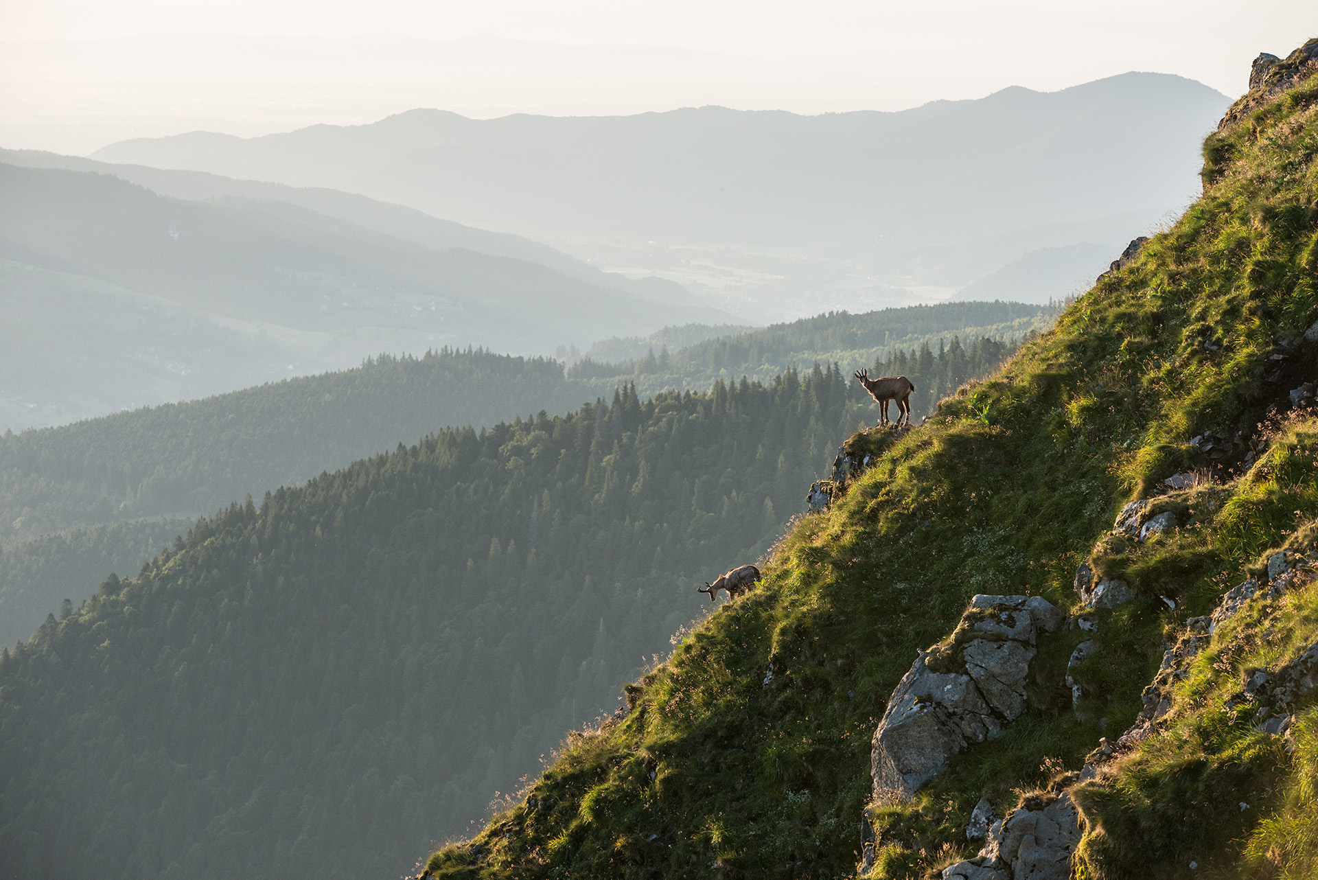 chamois
